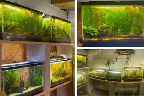 20 YEARS OF KEEPING DIRTED, FILTERLESS FISH TANKS