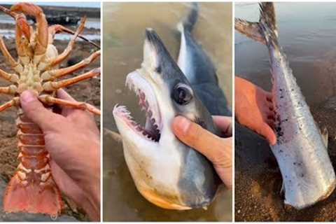 Awesome Fishing! Catching Seafood's 🦐🦀 Deep Sea Octopus, Lobster, Crab, Fish /P170