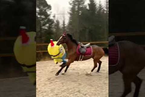 OH NO 😂 FAILS ‼️ #horse #horsejumping #minions #shorts