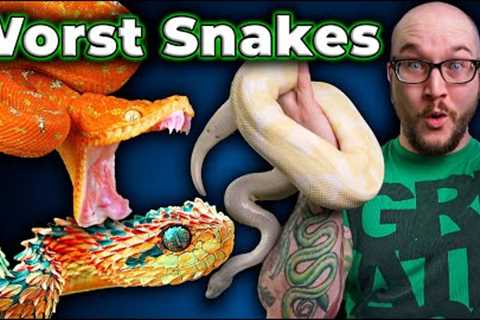 Top 5 WORST Pet Snakes and 5 BETTER Options You've Never Heard Of!