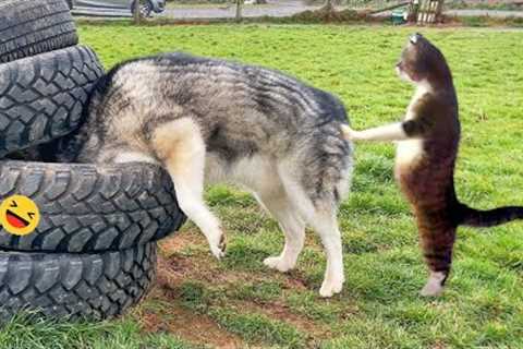 Funny Dogs And Cats Videos 2023 😅 - Best Funniest Animal Videos Of The week #2