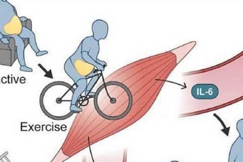 How Exercise Reduces Belly Fat in Humans