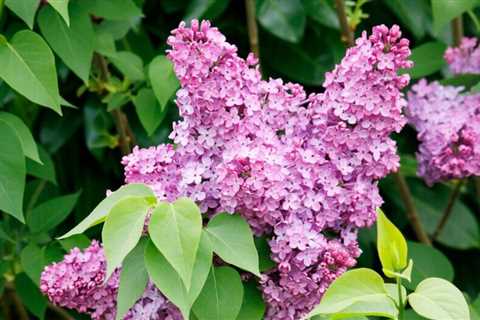 11 Plants to Grow for Fragrance