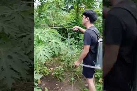 Spraying (FFJ)Fermented Fruit Juice/Potassium for the plants #organic