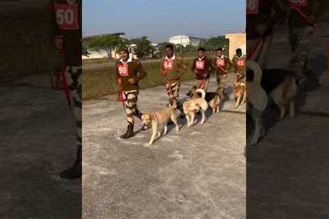Dog exercise video #dog #training #viral #cisf #ytshorts
