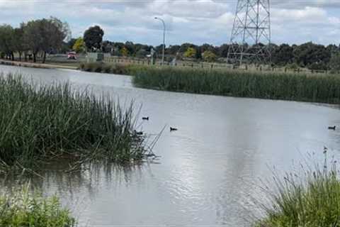 Fishing in Roxburgh park Lake mcivor