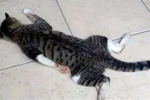 FUNNY CATS MEMES COMPILATION OF 2023 V35