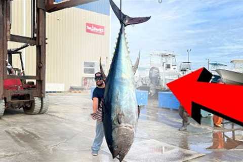 +10FT Long Tuna Caught 3 Miles Offshore