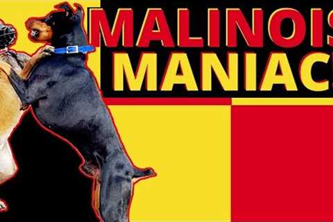 Most Difficult Malinois to Date! Dominant, Hard Headed Dog Needs Help!