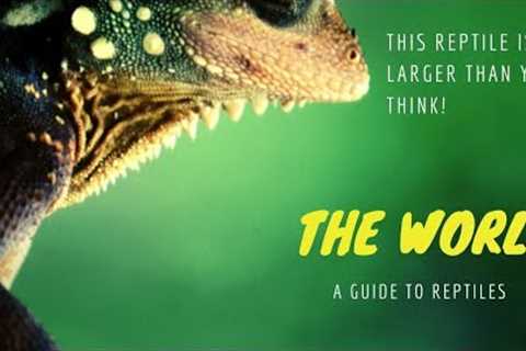 This Reptile Is Larger Than You Think!