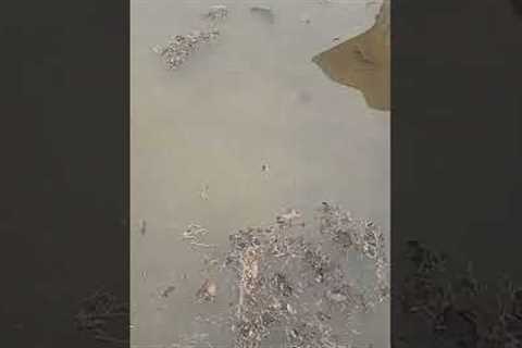 How I Fixed Standing Water in My Lawn