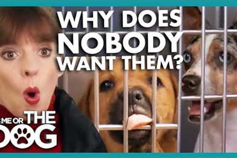Why Will Nobody Adopt This Dog? | It's Me or The Dog