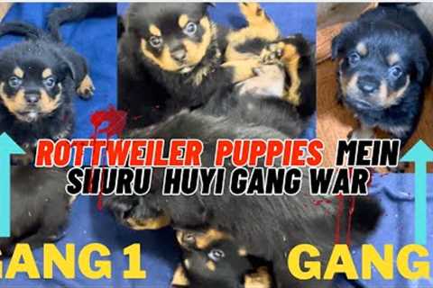 Rottweiler Puppies Mein Shuru Ho Gayi Gang War: 2 Gangs Ban Chuki Hain | Puppies Mein Ladaai Ho Gayi