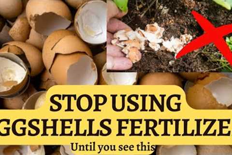 Eggshells fertilizer for plants - Myths and correct use