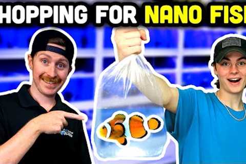 Adding NEW FISH to the Top Shelf Nano Tank!