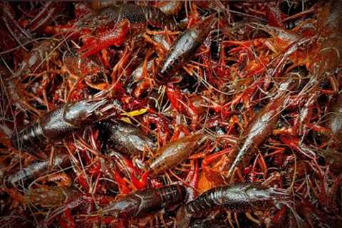 2 Hours of Catching and Cooking CRAWFISH