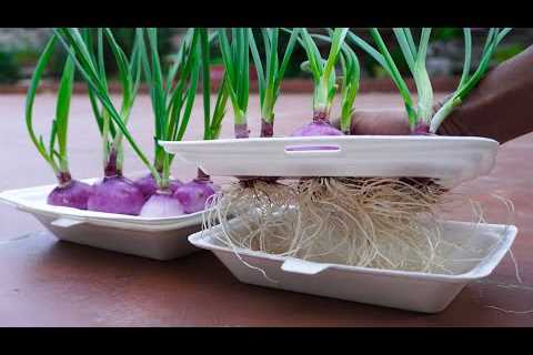LIVE STREAMING - How to grow a vegetable gardenfor beginners