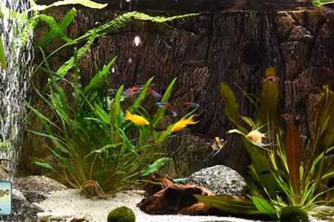 Relaxing Aquarium Fish Tank Sounds ~ NO MUSIC 🐟