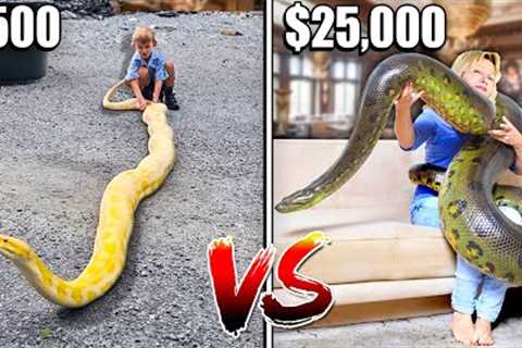 Most Expensive VS Least Expensive GIANT Snake!