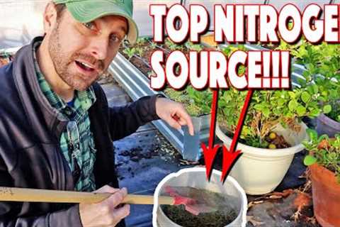 Free Organic Nitrogen Sources For Plants And Garden! Our Top 10!