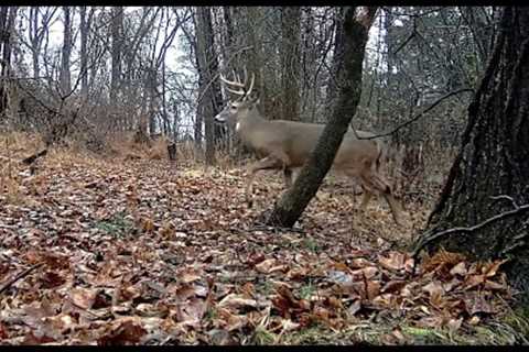 Jaw-Dropping Trail Cam Footage: Did this HUGE 8 Point Buck Just Get Shot on Private Property?