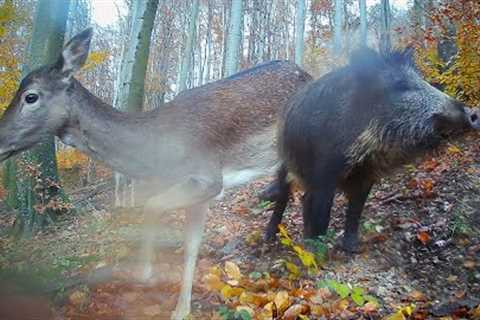 WILD ANIMALS in the FOREST on december 2023 / Trail Camera