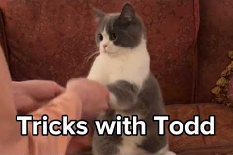 Todd Proving that Even Less Intelligent Cat Breeds Can be Trained