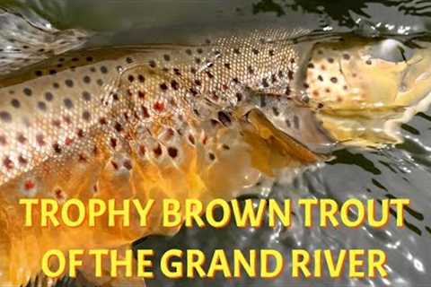 Grand River Trophy Brown Trout | A Success Story