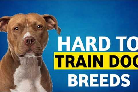 7 Hard To Train Dog Breeds in the world 🌍