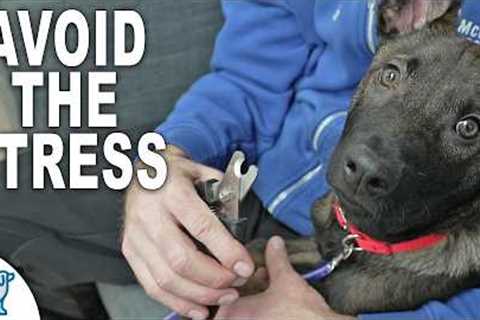 Don't Skip These 4 Stages For Dog Nail Trimming