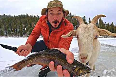 Ice Fishing for Trout with my Goat! (Catch &amp; Cook)