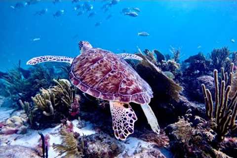 I FOUND the BEST Scuba Diving in St. Thomas, USVI