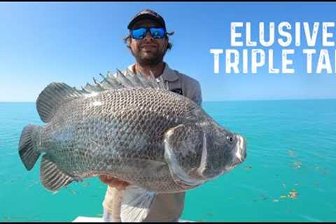 Catching The Elusive Triple Tail (catch, clean, cook) Best Fish Taco Recipe