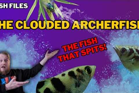 Freshwater Archerfish: EVERYTHING you need to know! Complete care guide.