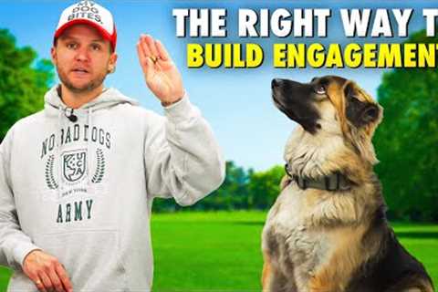 How to train your dog on leash/STOP leash pulling!