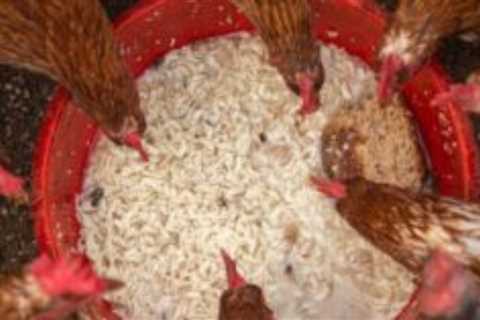 What Treats Are Good &amp; Bad For Chickens?