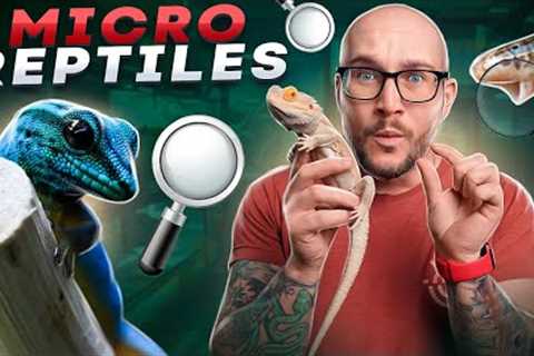 Top 5 Micro Reptiles | The Smallest Reptiles You Can Keep!