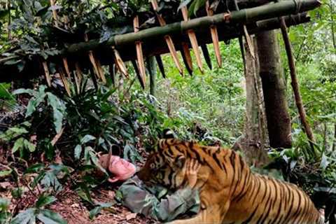 FULL VIDEO: Survival, skills, detecting tigers attacking people, boar trap skills