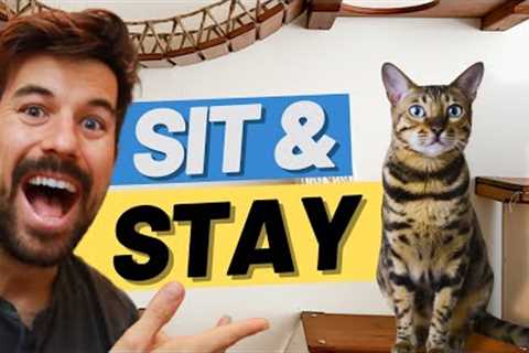 Teach Cat to SIT and STAY with Clicker Training