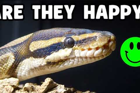 How Do I Know if My Ball Python is Happy &amp; Healthy?