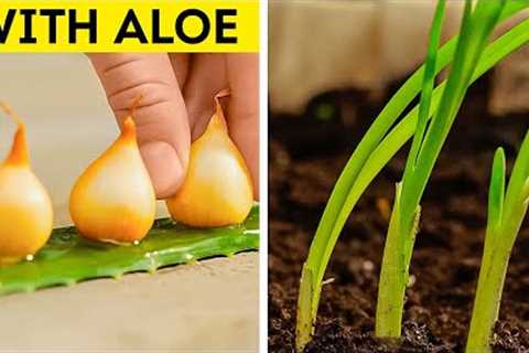 Gardening Hacks for Growing Healthy Plants with Minimal Space