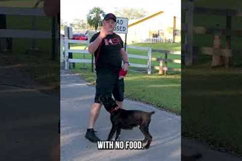 How to Teach Your Dog to Spin in 3 Easy Steps