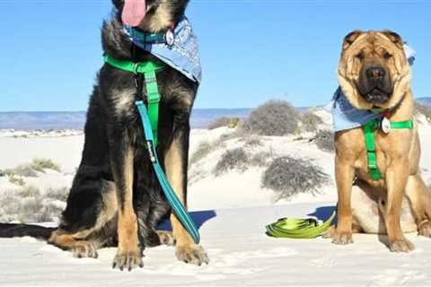 6 Steps To Get Your Dog To Pose For Photos