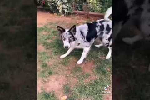How To Teach Your Dog Easy Tricks 🐕 {DOG TRAINING} #shorts