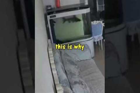 never keep a SHARK in a small aquarium. #aquarium #fishaquarium #fishing #shark