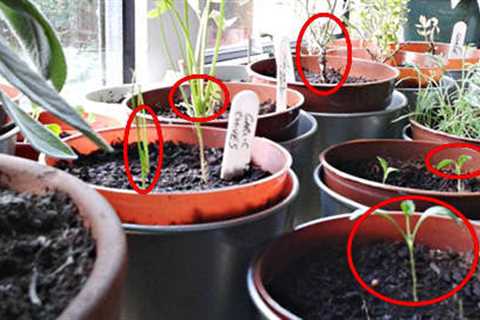 How to Grow Medicinal Herbs On Your Windowsill