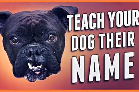 How to Teach Your Dog Their Name (Even Change a New Dog’s Name!)