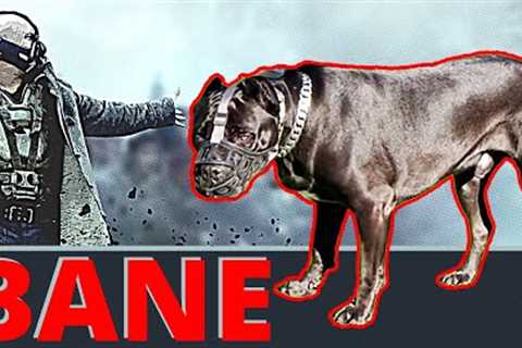 Hard Lives Makes For Tough Dogs! Traumatic Upbringing led to him Biting People &amp; Dogs. Can I..
