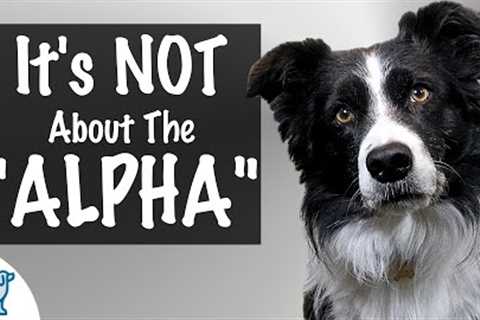 How To Establish Leadership With Your Dog - Professional Dog Training Tips