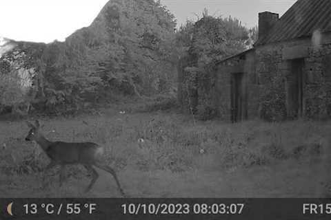Deer Video Only Edit GardePro A3 Trail Camera 3 of 8 FR15 Côtes d'Armor,  Brittany, France